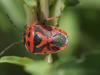 Eurydema ornata